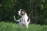 DOGUE ALLEMAND 492